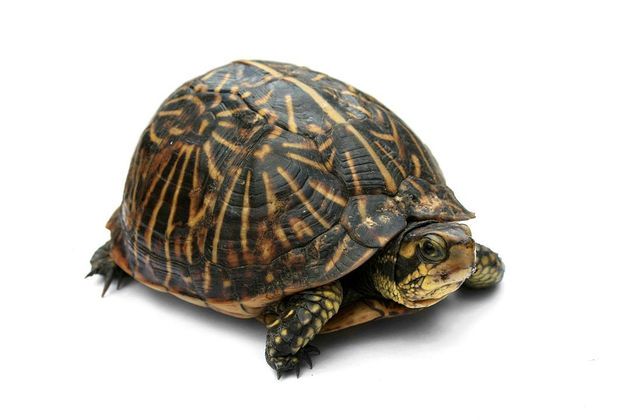 No entanto, a domesticação da espécie não é permitida. A tartaruga tigre d'água é originária do Brasil, Uruguai e Argentina e deve viver em pântanos, lagos e rios. A espécie é silvestre e não pode ser tratada como pet. 