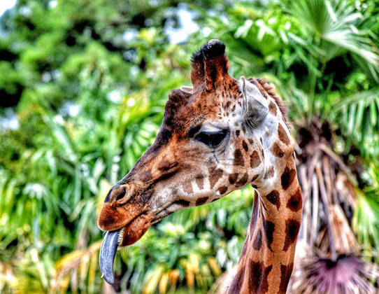 No entanto, apesar de não ter fama, as girafas conseguem se camuflar em locais com árvores grandes e com cores semelhantes ao de seu pescoço e corpo.