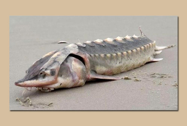 No início deste mês de fevereiro, outro animal chamou atenção: um Esturjão do Atlântico, que apareceu morto na areia de uma praia no estado da Virgínia, nos Estados Unidos. O peixe é raro, vive na América do Norte e já foi ameaçada de extinção. 