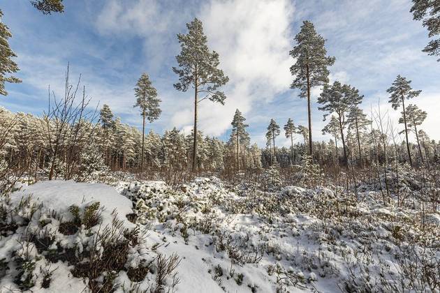 No inverno, a neve toma conta da floresta e as árvores coníferas ficam pintadas de branco. 