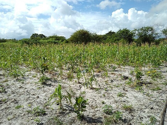 No Município de Rio Brilhante, por exemplo, já foram registrados prejuízos em uma única plantação de milho que chegaram a R$ 1,5 milhão. 