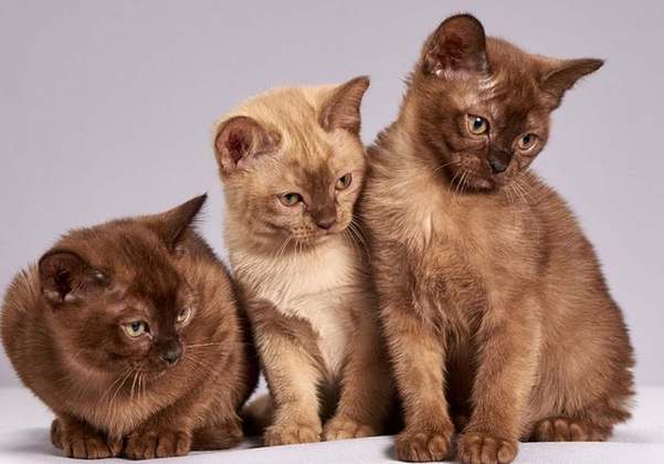 No planeta, há mais de meio bilhão de gatos de estimação, com cerca de 40 raças oficialmente apuradas.