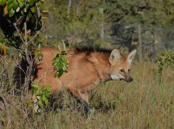 No Rio Grande do Sul, o lobo-guará é a única espécie de canídeo com 76 cromossomos. Porém, o animal ferido não guardava nenhuma característica desse tipo de animal.