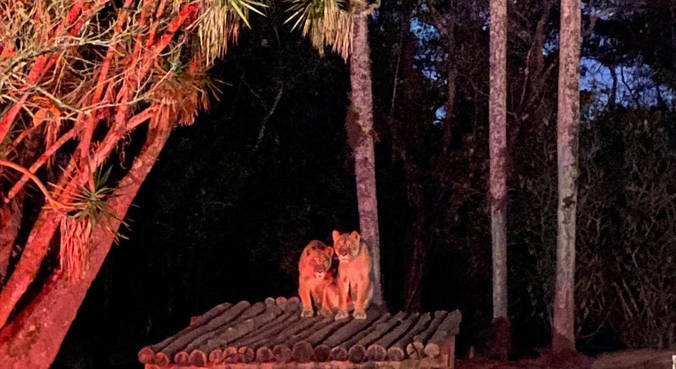 'Noite Animal' convida público a visitar zoológico depois que o sol se põe