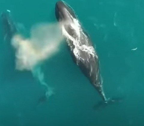 Nome: Baleia-da-Groenlândia