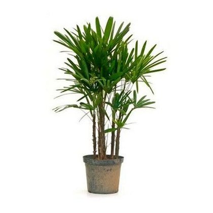 Nome da planta: Palmeira-ráfis