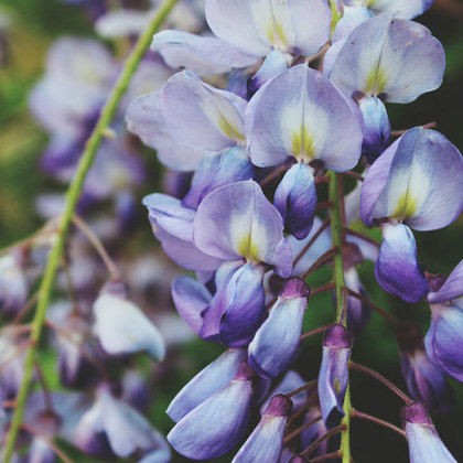 Nome da planta: Violeta