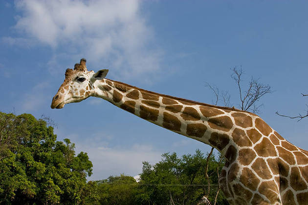 Nome do animal: Girafa - Essa deve pegar muita gente de surpresa, já que não é um animal reconhecido por esse talento.