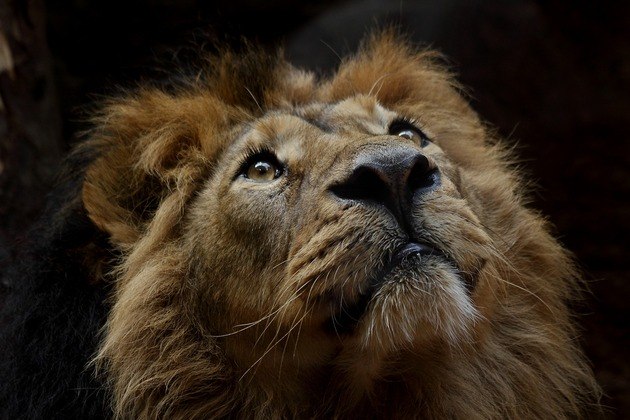 Nome do animal: Leão - Conhecido como o rei da floresta, o leão mostra toda sua inteligência quando está em busca da sua caça.