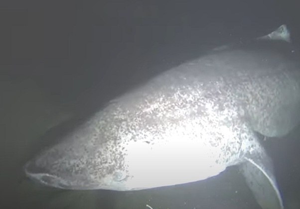 Nome: Tubarão-da-Groenlândia