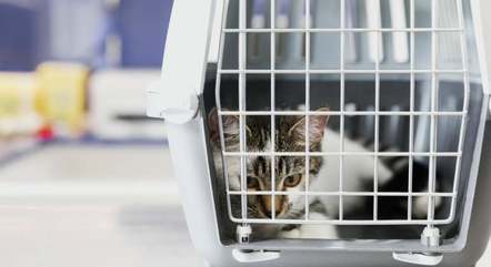Nos aviões, alguns animais podem ir com seus tutores na cabine, dependendo da companhia aérea