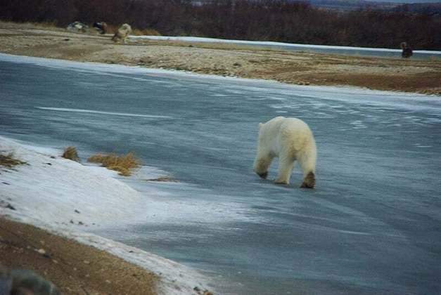 Nos meses em que o gelo formado, os ursos polares se estabelecem nas placas para caçar focas.