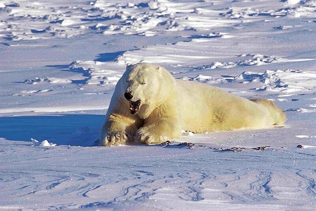 Nos últimos anos, a quantidade de ursos polares e o tempo de permanência deles na cidade vem se tornando maiores, fenômeno atribuído pelos estudiosos ao aquecimento global.