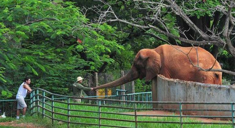 Homem cuidando do elefante em Zoo