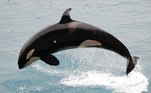 novo baleia assassina orca
