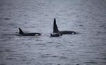 novo baleia assassina orca