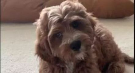 Zeca é o novo cachorro de Huck e Angélica