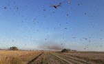 Entre maio e junho, uma nuvem de gafanhotos atingiu regiões do Paraguai, Argentina, e ameaçaram a região Sul do Brasil. O fenômeno, pouco comum, é formado por diversos fatores, como temperaturas mais altas e tempo mais secos, e o fato de, em algumas circunstâncias, tornarem-se insetos gregários (que andam em 