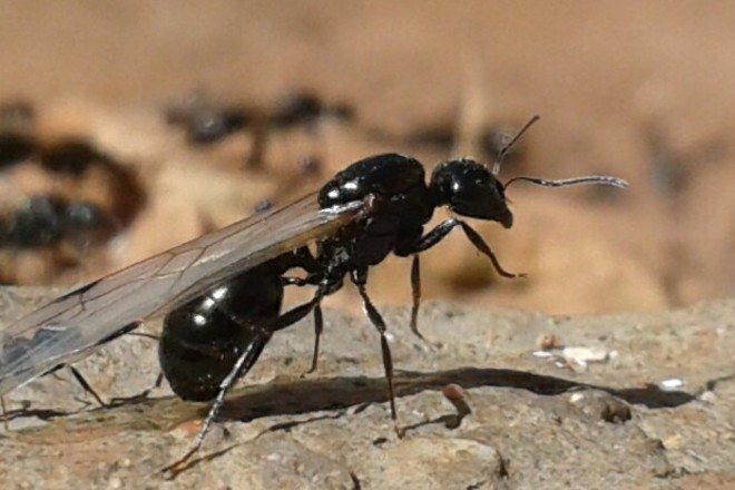 FOTOS: Imagens assustadoras com zoom em rosto de insetos choca internet;  confira