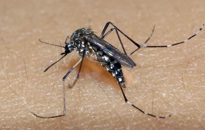 O alerta sobre a dengue está ligado no Brasil. O número de casos não para de aumentar. E já é mais do que o triplo do total registrado no ano inteiro de 2023. 