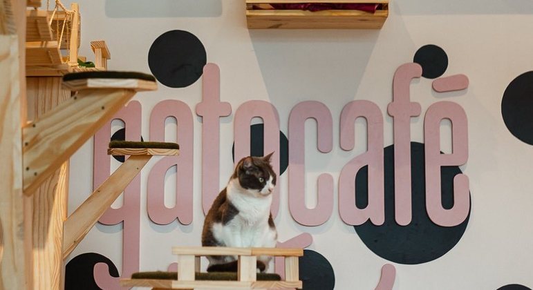 O ambiente em que os gatos ficam no Gato Café, no Rio de Janeiro
