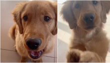 Cachorro surpreende ao 'falar' mamãe e viraliza nas redes sociais