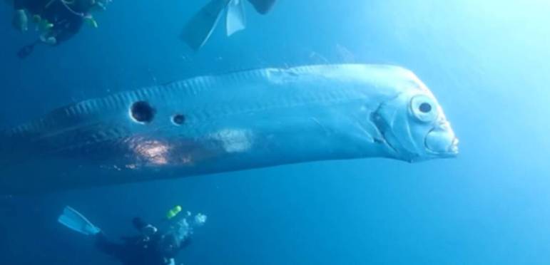 O animal encontrado pelos mergulhadores ainda tinha buracos encontrados no corpo, que os especialistas acreditam que possam ter sido causados por mordidas de um tubarão, seu principal predador.