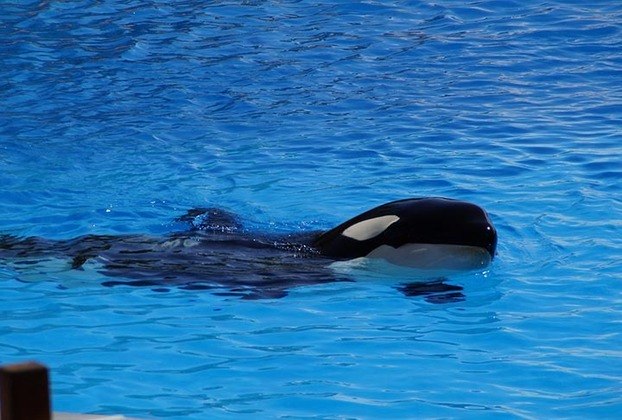 O animal tem até certa fama como Orca, a Baleia Assassina. Mas trata-se de outro tipo de mamífero, fazendo parte da família dos golfinhos, só que de maior porte.