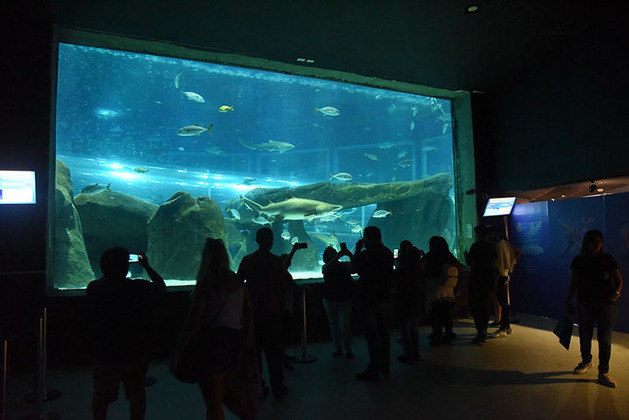 O AquaRio é o maior aquário da América do Sul. O lugar abriga mais de oito mil animais marinhos divididos em 28 tanques. Por sinal, há um exclusivo apenas para tubarões