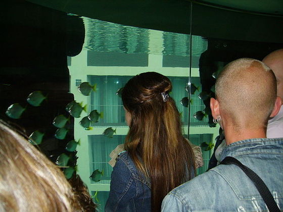 O aquário, inaugurado em 2003, foi modernizado há dois anos e tinha um elevador panorâmico com paredes de vidro dentro dele para uso dos visitantes. 