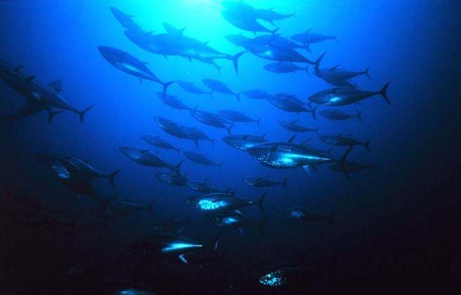 O Atum Azul não apenas é reconhecido por sua carne de alta qualidade, que é suculenta, robusta e volumosa, mas também pela forma como é capturado em águas profundas. 