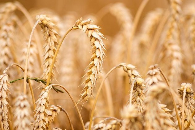O aumento de preço do trigo também preocupa. Na terça-feira (1º/3), o preço do trigo atingiu o valor mais alto dos últimos 14 anos. Os contratos com entrega prevista para maio tiveram elevação de 5,35%.