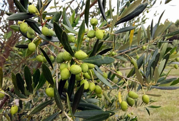 O azeite é um óleo vegetal extraído da azeitona, fruto da oliveira. É um alimento que, além de ser consumido isoladamente, também é usado para dar aroma e sabor a várias refeições.