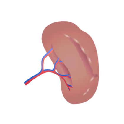 O baço é um órgão vizinho ao estômago que contribui para a reciclagem de glóbulos vermelhos. Aumentado, ele fornece mais oxigênio ao sangue.