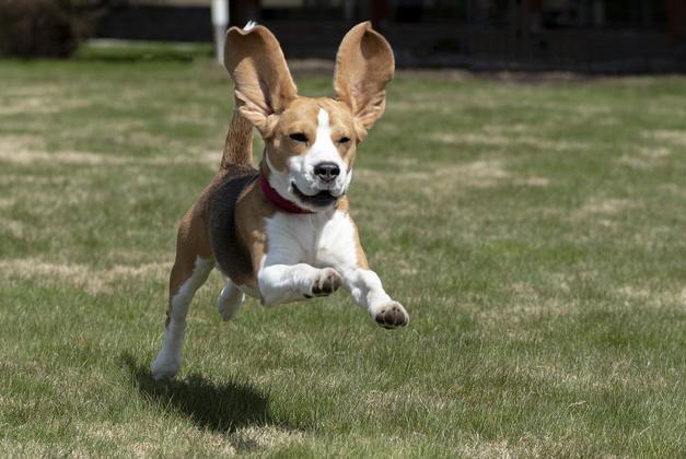 O beagle chama atenção pela curiosidade. Está sempre fuçando. Correm bastante e têm um uivo alto. Gostam de brincar com crianças.  
