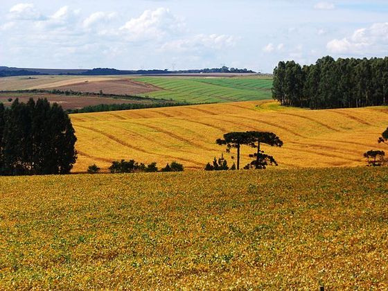 O bioma possuía em seu território 30,9% de plantação de soja em 1985 e, em 2022, passou a ter 76,3% do território ocupados para a plantação do grão.