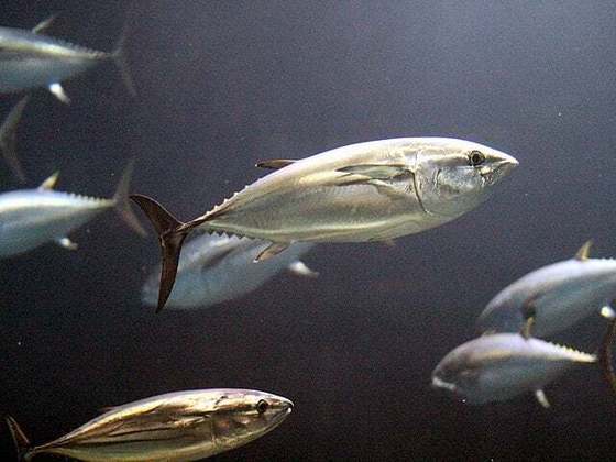 O bluefin faz parte da espécie de atuns chamada “Thunnus”. Há três variações: o thynnus, que vive no oceano Atlântico; o maccoyii, que habita os mares do Sul do planeta; e o orientalis, que vive nas águas do Pacífico Norte.