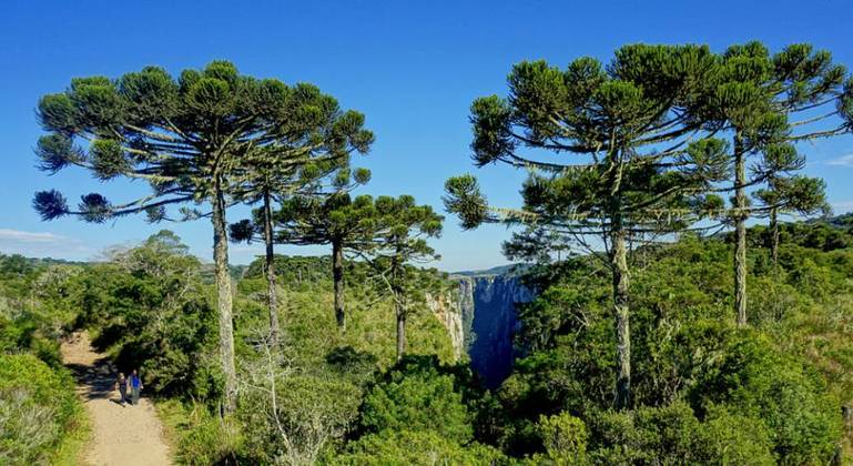 O Brasil é o país com maior número de espécies em risco de extinção: 1.788 espécies de árvores estão sob ameaça em território nacional. Daí a alegria quando espécies são preservadas.  