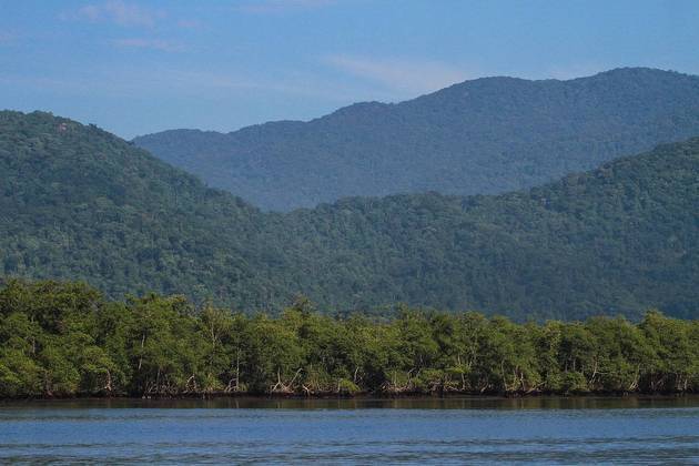 O Brasil tem outras espécies que também estão sob ameaça de extinção. A exploração madeireira, o garimpo, o desmatamento e as mudanças climáticas são fatores de risco. Veja algumas espécies ameaçadas: 