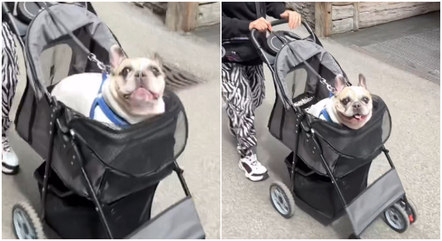 O buldogue francês parece reclamar enquanto passeia