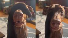 Cachorra acha que está cega, se desespera e vídeo viraliza