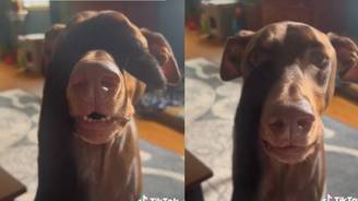 Cachorra acha que está cega, se desespera e vídeo viraliza (Reprodução/TikTok)