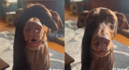 A cadela achava que estava cega