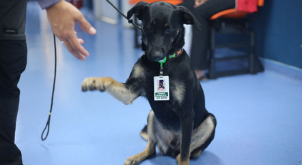 Ademar é o primeiro cão hospitalar da rede municipal de saúde
