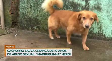 O cachorro Madruguinha virou notícia após salvar uma menina de uma tentativa de sequestro e abuso