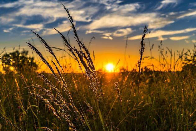 O calor queimou campos de trigo do país, que é o segundo maior produtor do cereal no mundo, depois da Ucrânia (que vive a crise da guerra). Isso pode afetar as exportações, a economia, e causar desabastecimento.  