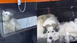 Mulher mostra a bagunça que faz dar banho em husky siberiano  (Reprodução/Instagram)