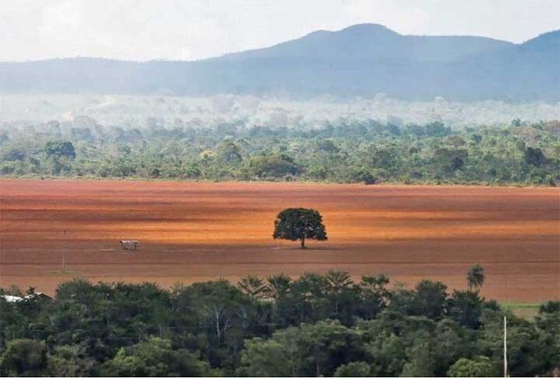 O Cerrado é um dos maiores sumidouros de carbono do Brasil e sua degradação resulta no lançamento de toneladas de gás carbônico na atmosfera, aumentando a temperatura e contribuindo para o agravamento dos eventos climáticos extremos.