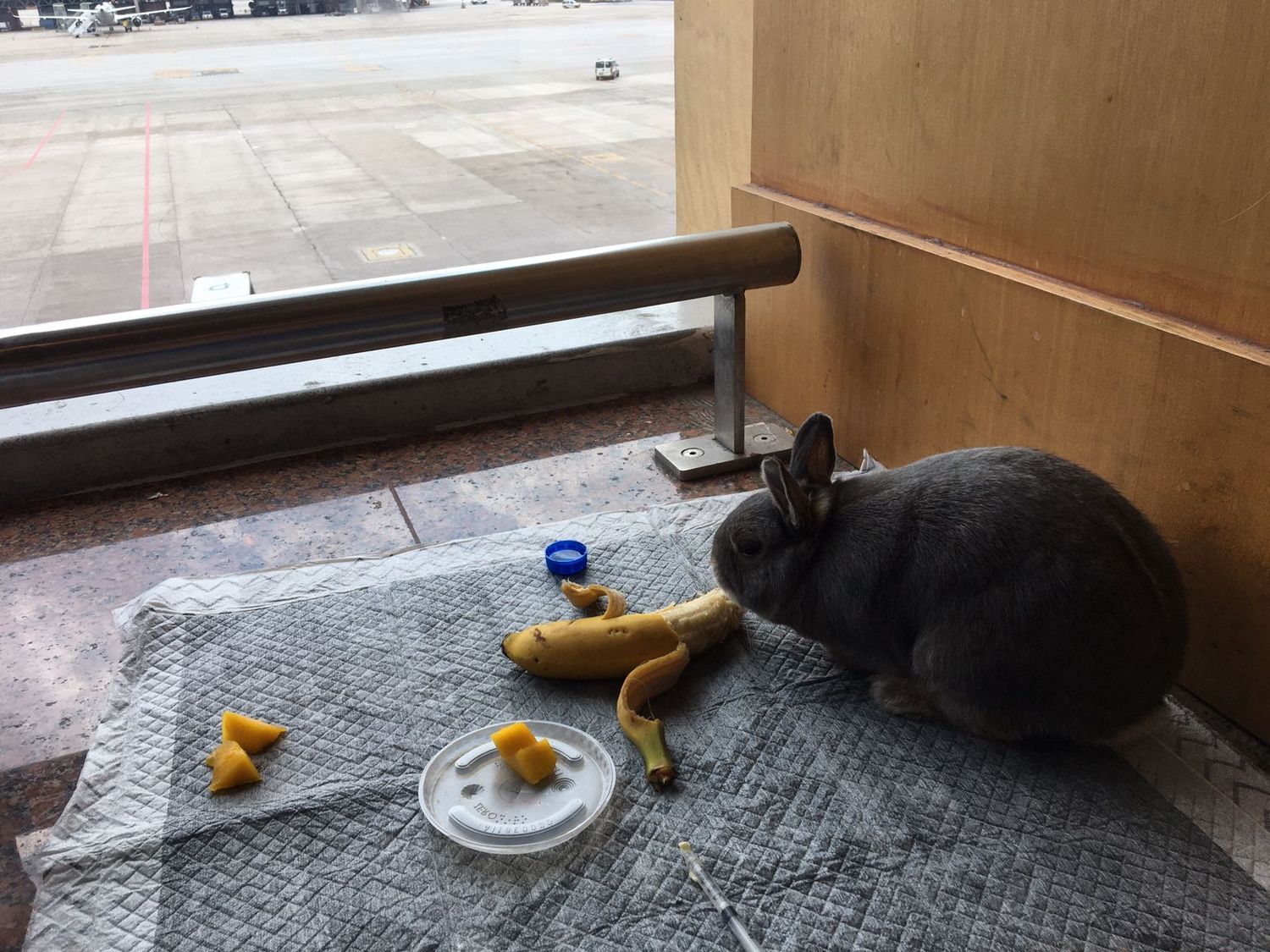 O coelho Picolito na espera pelo embarque: frutas