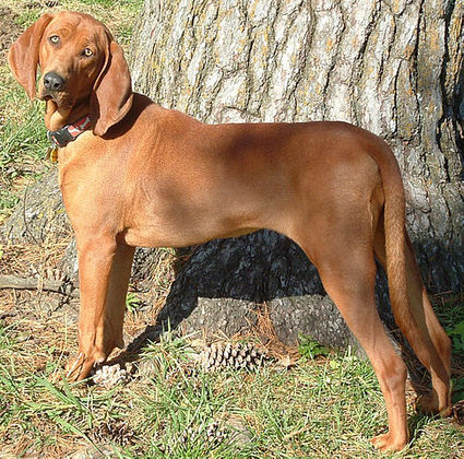 O Coonhound ten excelente faro. Geralmente, caça guaxinins e gambás. 